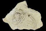 Fossil Crinoid (Rhodocrinites) - Iowa #114372-1